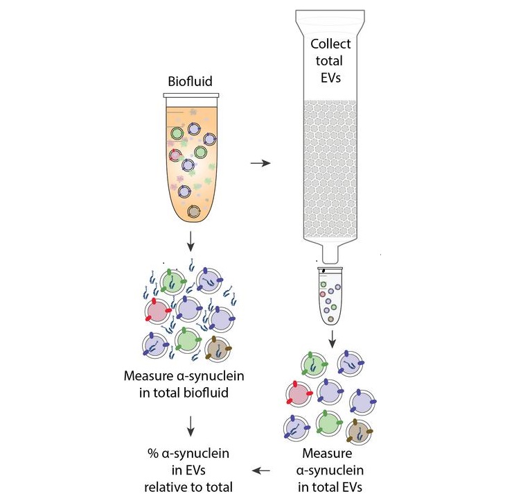 Imagen: Medición del verdadero contenido de las vesículas extracelulares en sangre (Foto cortesía del Instituto Wyss en la Universidad de Harvard)